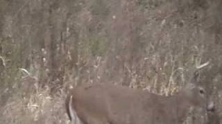 preview picture of video 'Missouri Deer Hunting 2009'