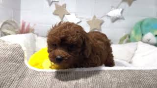 トイプードルの動画01