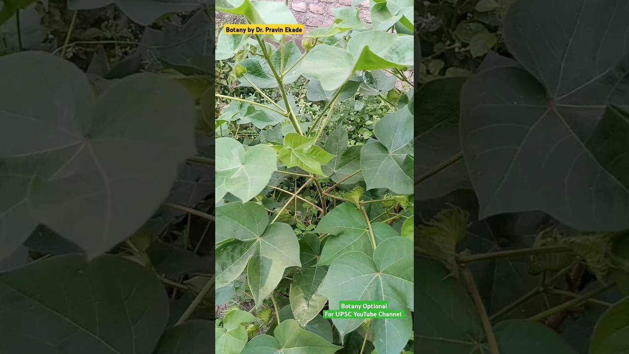 Plants as Sources of Fibres Example Gossypium hirsutum Give 90% of World Cotton #cotton #economics