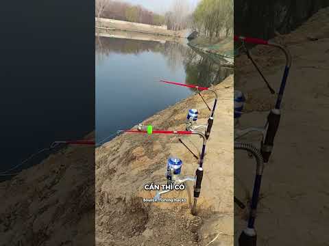 Câu được cá mập