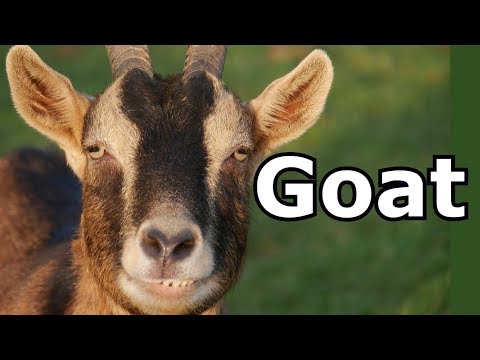 Goat Sounds & Goat Pictures ~ The Sound A Goat Makes ~ Animal Sounds