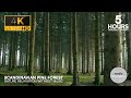 4K Nature Relaxation in Serene Scandinavian Pine Forest: No Music (5 HOURS - ORIGINAL CONTENT)