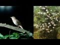 The Nightingale and the Rose by Oscar Wilde ...