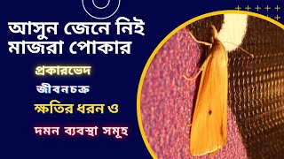 মাজরা পোকার জীবনচক্র