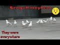 Seagull Mayhem At Federation Square And At The Tram Stop Near Flinders Street Station