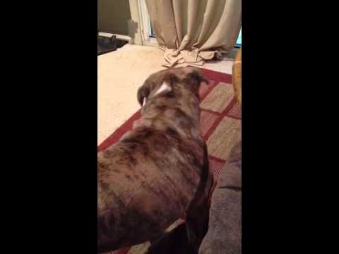 Wallace barks at himself