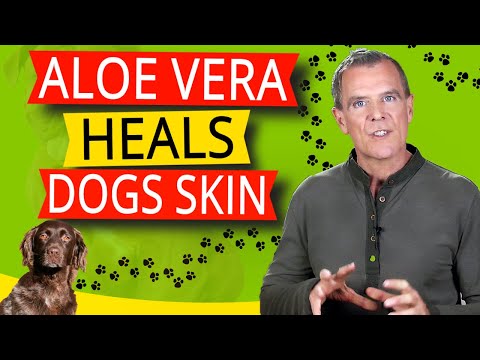 Aloe Vera For Dogs (5 Healthy Benefits For Dog Skin Health)