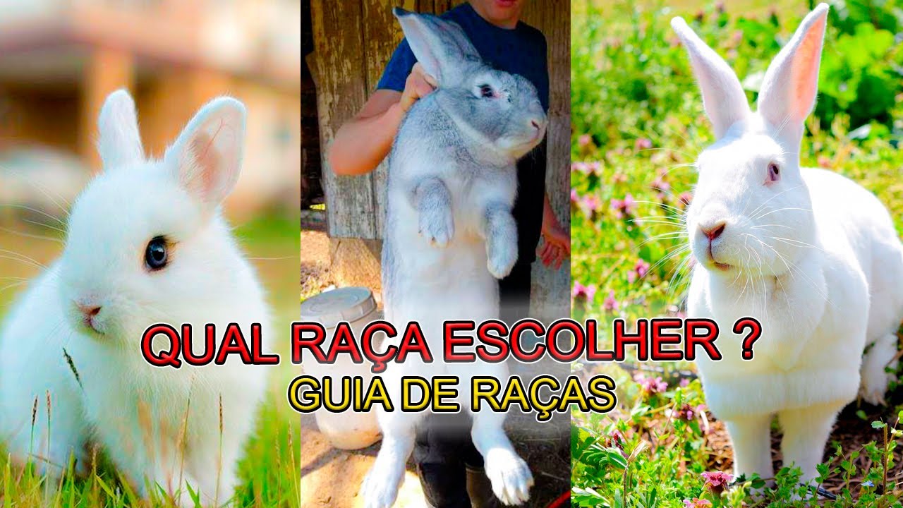 QUAL RAÇA DE COELHO ESCOLHER PARA CRIAR - COMO CRIAR COELHOS DO ZERO #2 / Mini Sítio