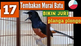Download lagu TEMBAKAN MURAI BATU isian Sikatan londo pelatuk ci... mp3
