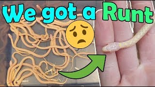 Our Albino Garter Snake Gave Birth! by Snake Discovery