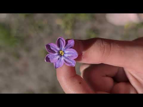 This music radiates amazing peace and tranquility. You can listen indefinitely Chekalin