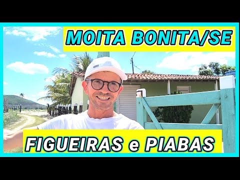 THERE ARE MANY BEAUTIFUL SITES 😍 FIG AND PIABA TREES MOITA BONITA SERGIPE SITES LAND PLANTATIONS