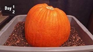 Pumpkin vs Red Wigglers 62-day time-lapse - FAST PLAYBACK - worm vermicomposting