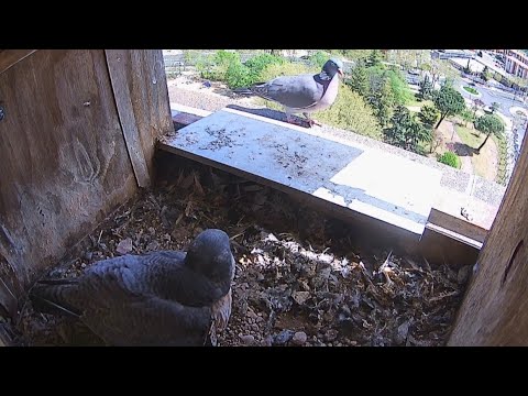 Peregrine Falcon Zamora Spain - Samica Tromba & bezczelny grzywacz 🤣