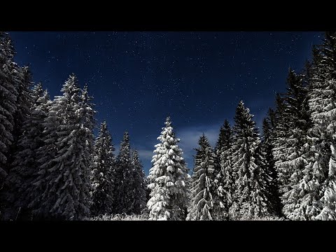 Blackbull Krump - Babi Blackbull