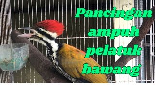 Download lagu Pancingan ampuh pelatuk bawang mp3