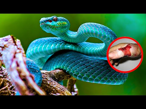 盲目のヘビには毒があるのでしょうか?