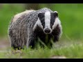 Badger sound effect