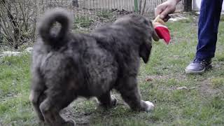 Video preview image #1 Caucasian Shepherd Dog Puppy For Sale in Zarnesti, Brasov, Romainia