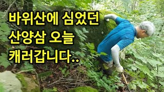 돌,바위산에  심었던 산양삼을 캐러갑니다.