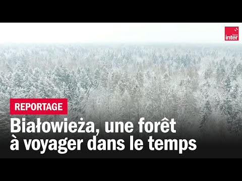 Białowieża, une forêt à voyager dans le temps - Giv Anquetil, Je reviens de... Pologne