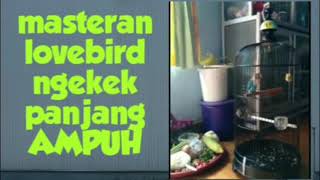 Download lagu masteran lovebird ngekek durasi panjang mp3