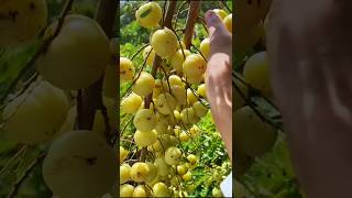 Download lagu Amla Fruit Harvesting From Farm #satisfying #fruit #shorts mp3