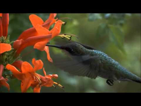 Hummingbirds - Jewelled Messengers - Wildscreen Festival 2012