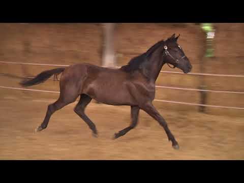 Räubertanz von  Lossow - Laurel - Stradivari