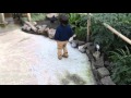 Walking In The Jungle Part 16