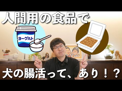 犬はヨーグルトを食べてもいいのでしょうか?