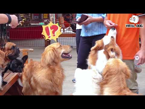 Funny Dogs And Puppies Life 4K Quality Video MADE by TANVIR UMAR.