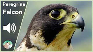 Peregrine Falcon - Sounds