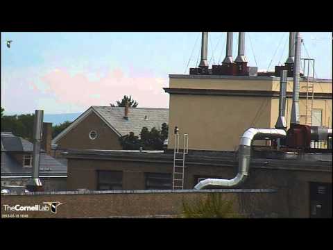 Cornell RTHA  'D Checks Out Patio'  4:49 pm   _7.18.13_