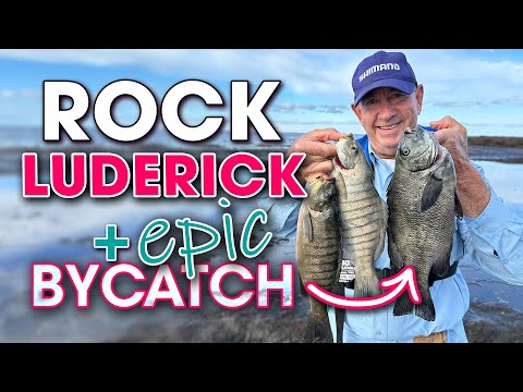 How You Catch Luderick for FREE: Rock Fishing in Winter 🐟✅💰=❌