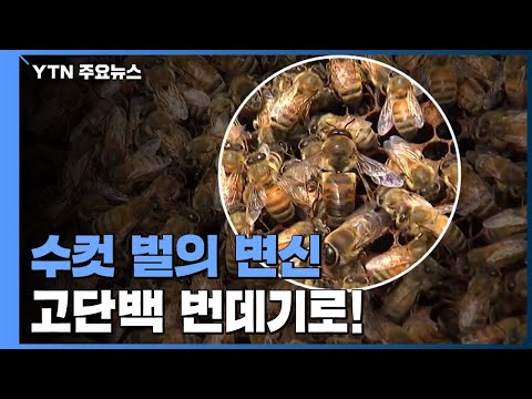 , title : '꿀만 축내던 수컷 벌의 변신...고단백 번데기로 거듭난다 / YTN'