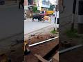 Pagla Goru Angry Bull Shorts Fyp Viral Youtubeshorts Shortvideo Shortsvideo Cow