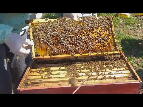 Pcelarstvo 2021. Savršeno pogodne pčele, leglo, med, perga za pčelinju porodicu početkom aprila