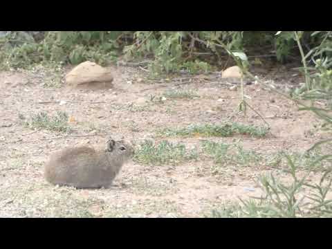 Montane Guinea Pig, Cavia tschudii, Yavi, Jujuy, Argentina, 15 Febr 2026