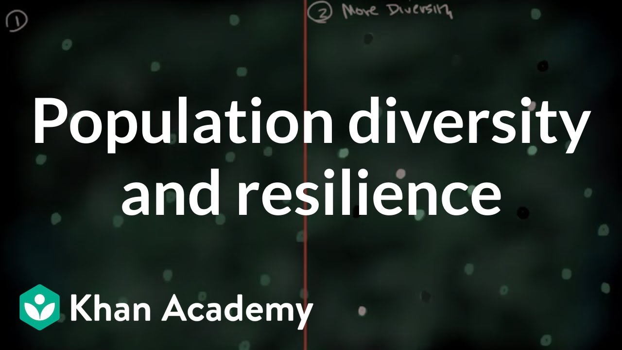 Why is a population genetically diverse?