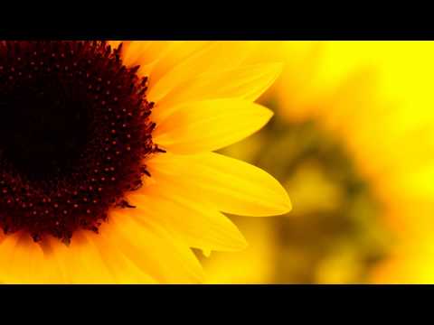 WARNING!! Extremely Powerful Frequency to Balance Solar Plexus Chakra | 182 Hz Vibrations & Music