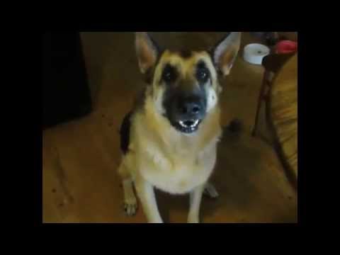 Talking German Shepherd