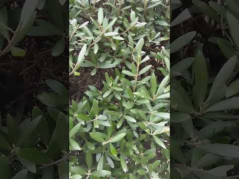 ウツギの剪定時期 急成長を剪定する理由 コンパクトな樹形を維持する