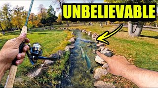 This Tiny Creek Was Filled With Fish After Storm