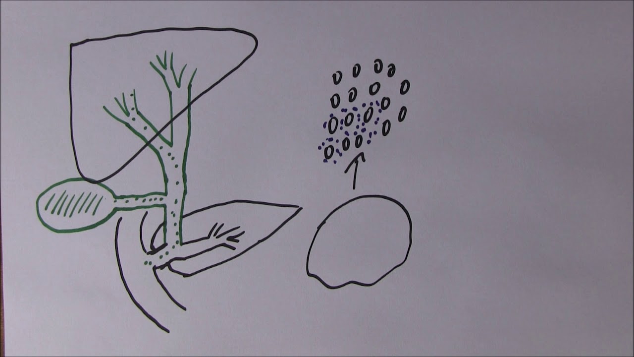 Liver Function 2, Bile production - YouTube
