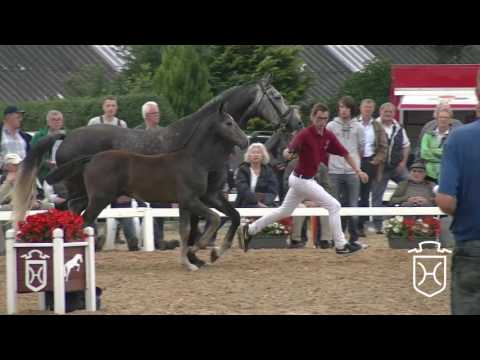 NF136 Hengstfohlen von Livello   Cartani   Cassini I