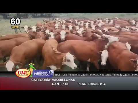 Lote 118 Vaquillonas en Pirané, Formosa
