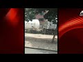 El Agustino Tren Descarrilado Generó Caos Y Delincuentes Aprovecharon Para Cobrar Peaje