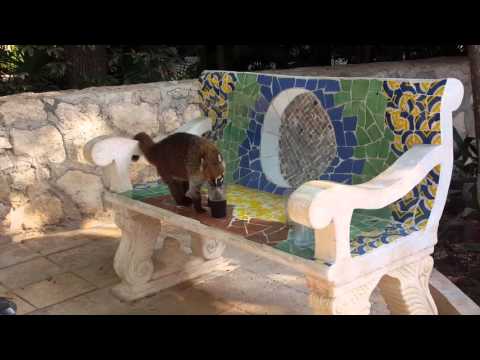 Animals of Iberostar Paraiso Lindo.