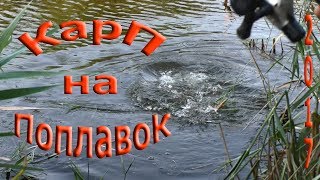 Ловля карпа на поплавочную удочку в камышах
